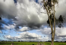 美国传奇体操教练卡罗伊逝世.